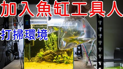 魚缸 清道夫